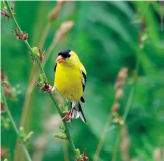 Yellow finch hanging onto tall grass.