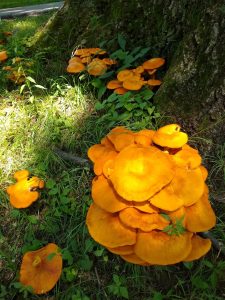 Eastern American Jack-o'-Lanter mushrooms