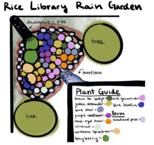 Rice Library Rain Garden